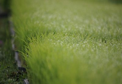 Close-up of grass growing on field