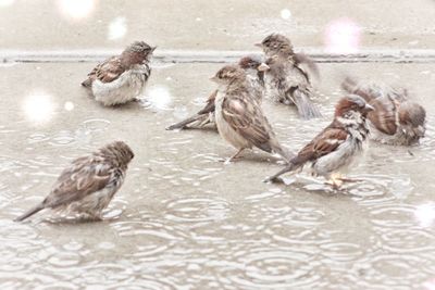 High angle view of birds in water