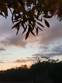 Low angle view of silhouette tree against sky at sunset
