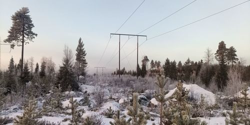 Trees on snow covered field against sky