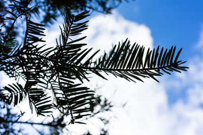 Low angle view of palm tree leaves against sky