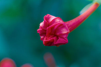 Close-up of red rose