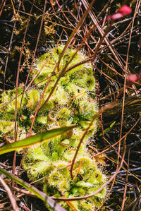 Close-up of cactus plant growing on field