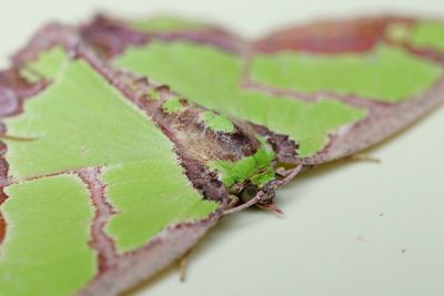 Close-up of insect on leaves