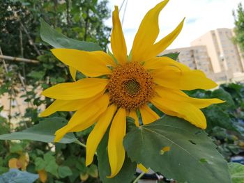 Close-up of yellow sunflower