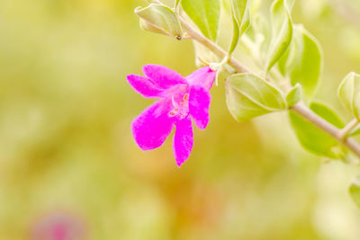 Close-up of pink flowering plant