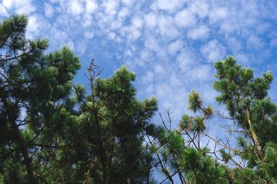 Low angle view of trees against sky