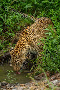 Leopard drinks from stream in dense undergrowth