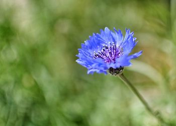 Close-up of bee on purple flower