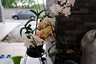 flowering plant