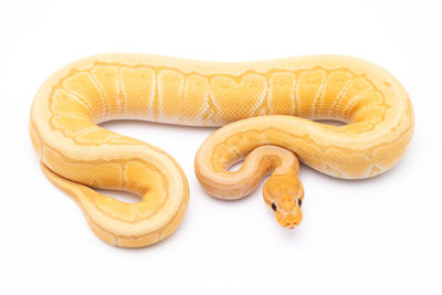 Close-up of bread on white background