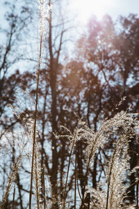 Low angle view of trees against sky