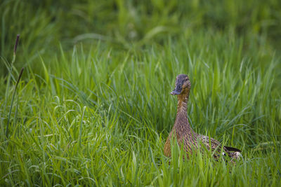 View of a bird on grass