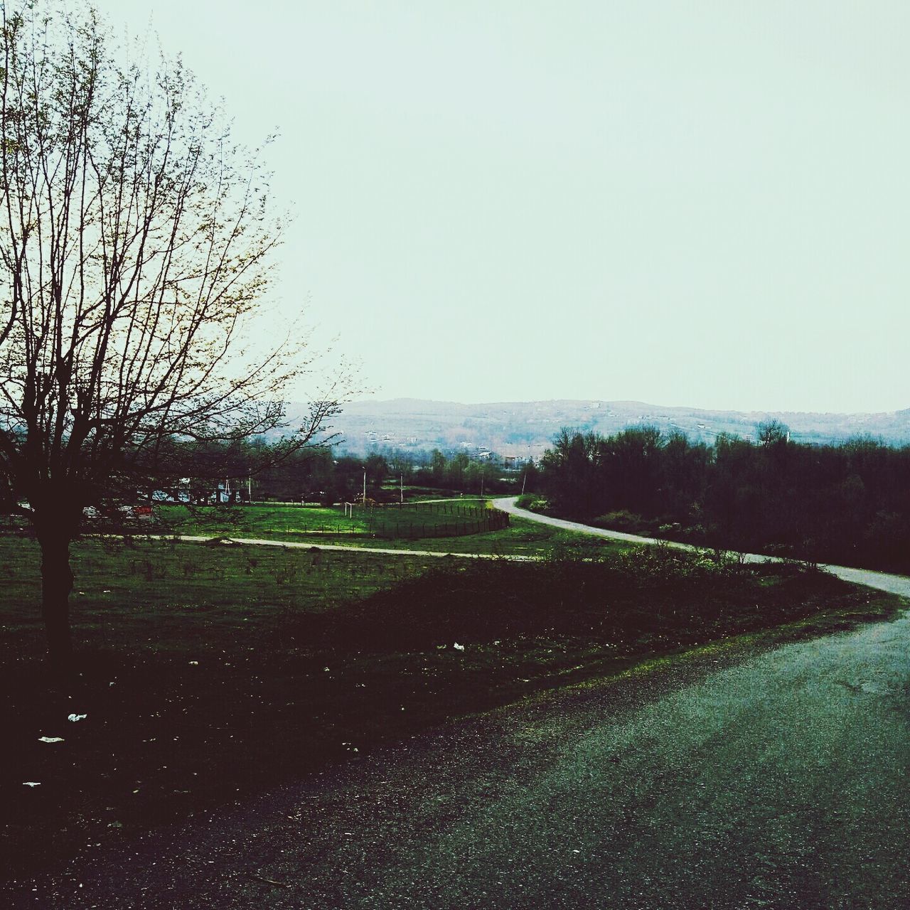 clear sky, field, tranquility, landscape, tranquil scene, copy space, grass, tree, nature, scenics, beauty in nature, road, water, sky, rural scene, growth, day, no people, outdoors, the way forward