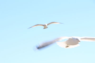 Seagull flying against blue sky