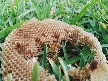Close-up of mushroom growing on field