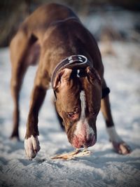 Close-up of a dog