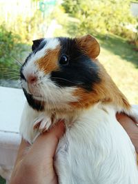 Close-up of cropped hand holding guinea pig at home