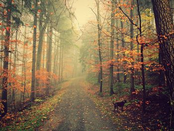 Empty footpath amidst trees in forest during autumn