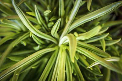 Full frame shot of fresh green leaves