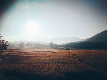 Scenic view of field against bright sun