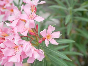 Close-up of pink flowering plant