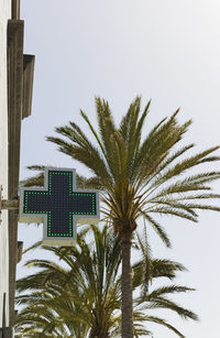 Low angle view of palm trees against sky