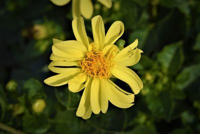 Close-up of yellow flowering plant