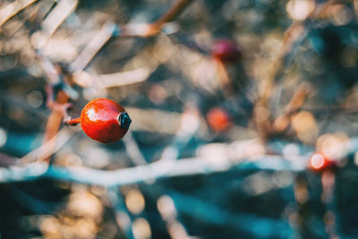 Close-up of strawberry on branch