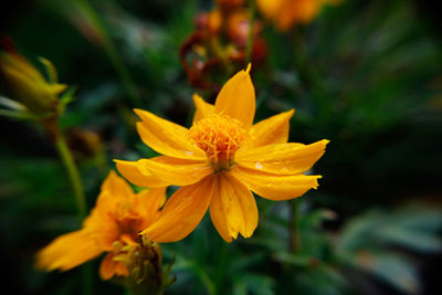 Close-up of yellow flower blooming outdoors