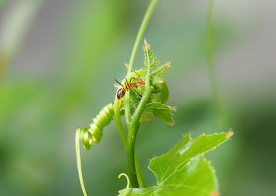 Close-up of insect on plant