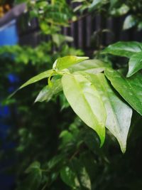 Close-up of insect on plant