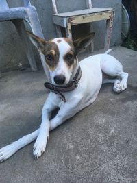 High angle portrait of dog resting outdoors