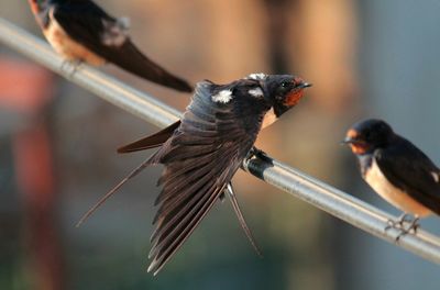 Close-up of bird