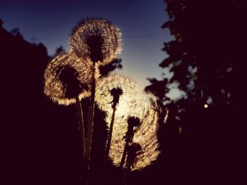 Low angle view of flowering plants on field against sky