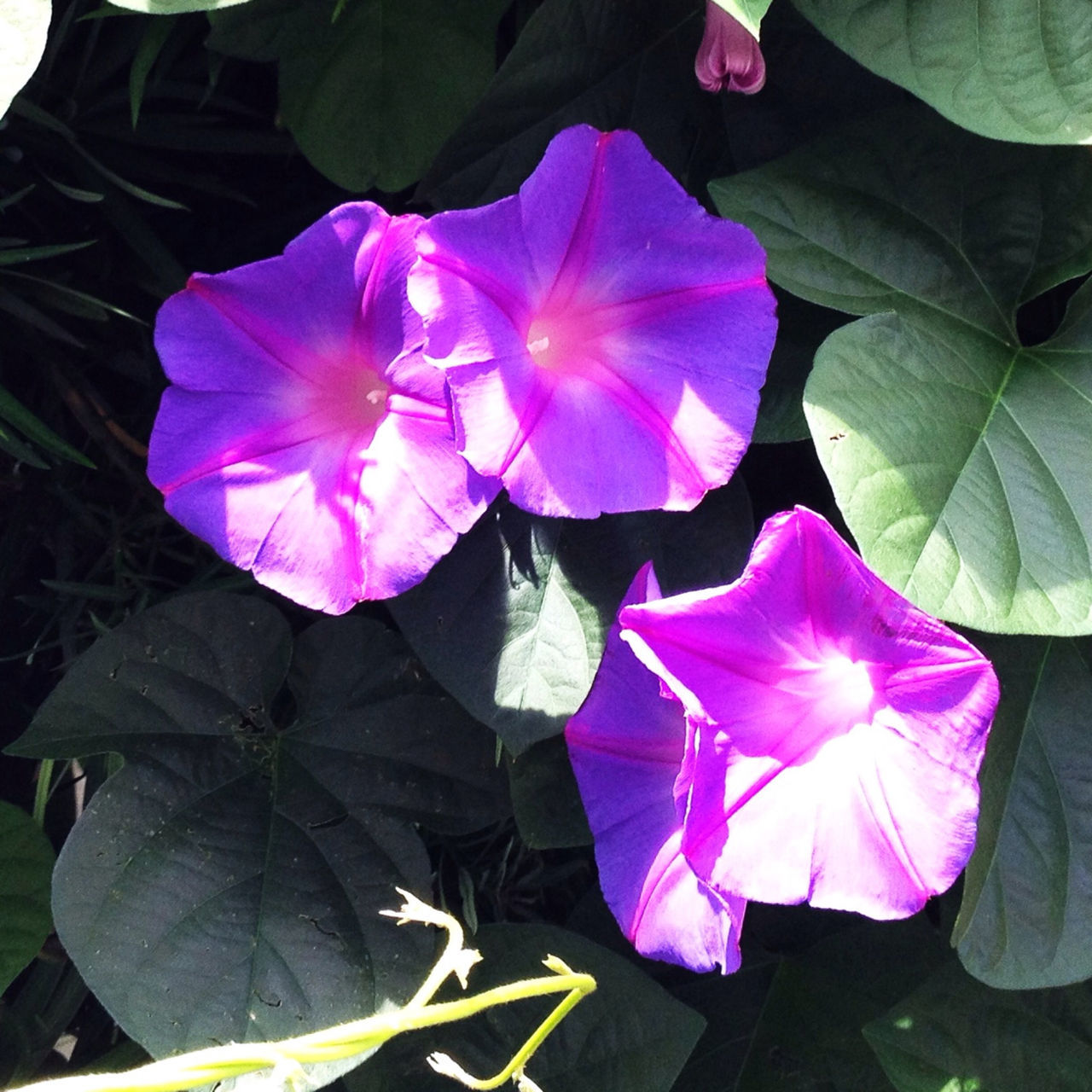 flower, petal, fragility, pink color, freshness, flower head, beauty in nature, purple, leaf, growth, nature, close-up, blooming, plant, pollen, single flower, no people, day, outdoors, pink