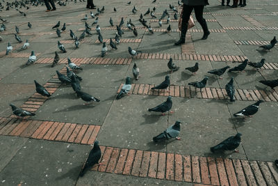 High angle view of pigeons perching on footpath