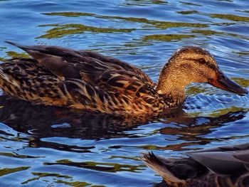 Close-up of mallard duck swimming in lake