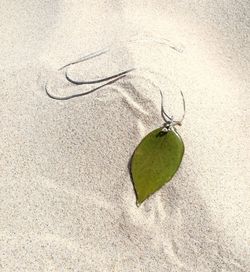 High angle view of leaf on sand