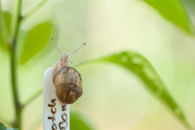 Close-up of snail on plant