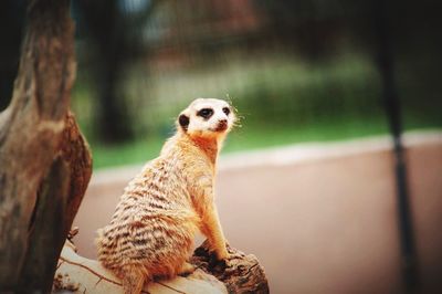 Meerkat sitting on tree