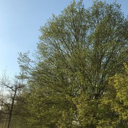 Low angle view of trees against sky