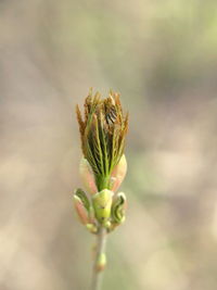 Close-up of flower bud