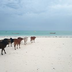 Horses on beach against sky