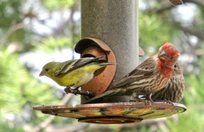 Close-up of birds perching on a bird feeder