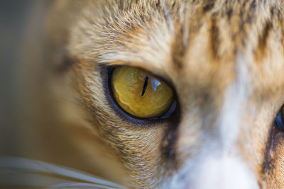 Close-up portrait of a cat