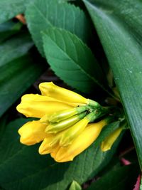 Close-up of insect on yellow flower