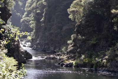 River amidst trees in forest