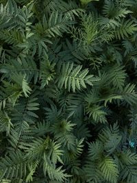 Full frame shot of pine tree