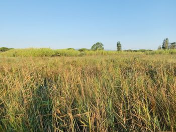 Scenic view of field against clear sky